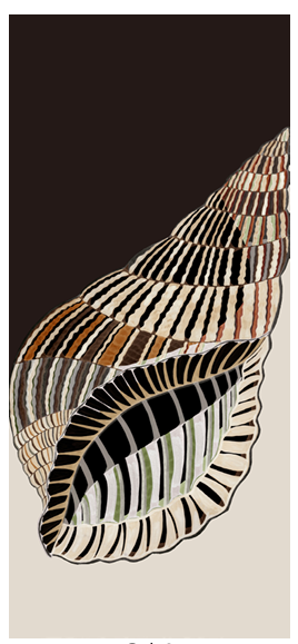 Sciarpa Estiva Unisex  90x200 cm Fantasia Conchiglia - Cappelleria Bacca